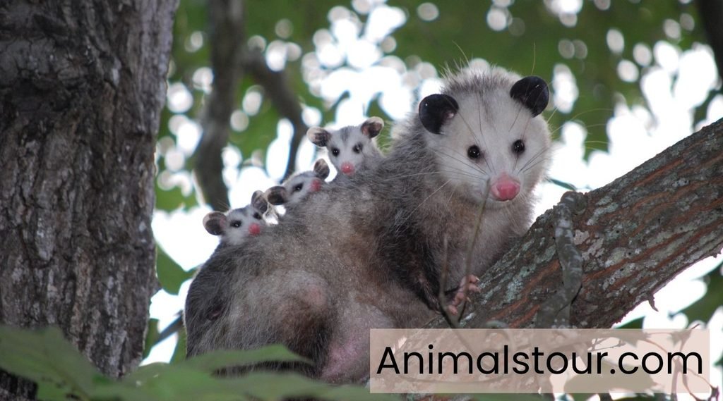 Opossum