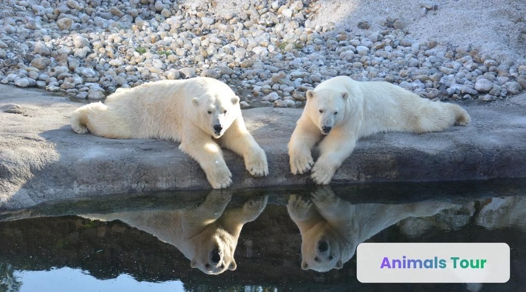 Polar Bear
