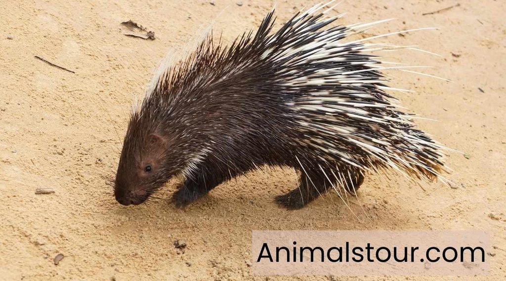 Porcupines
