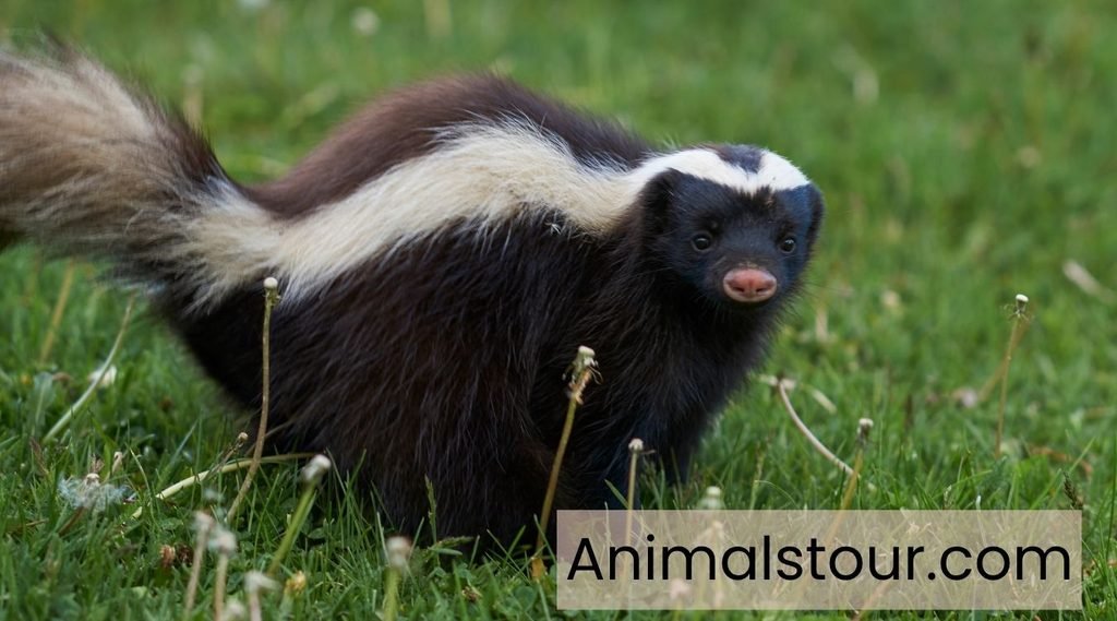 Skunk