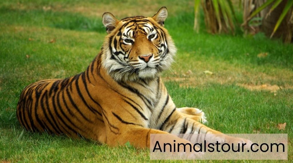 Exotic pets and animals 