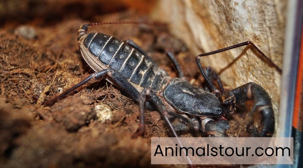 Whip Scorpion