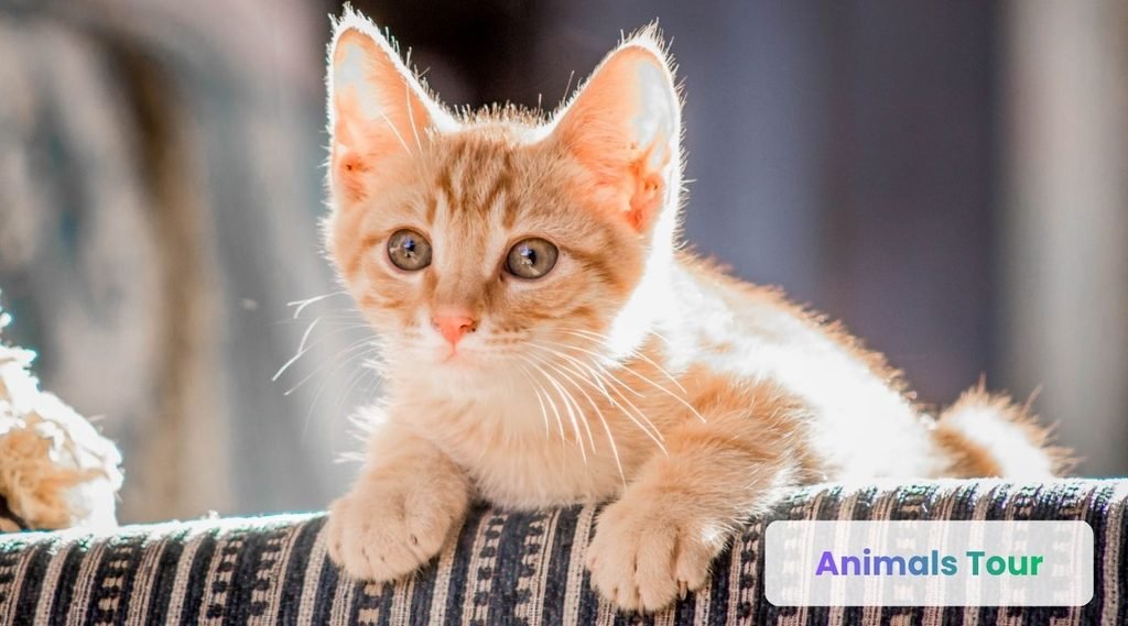 cat-most cleanest animal in the world