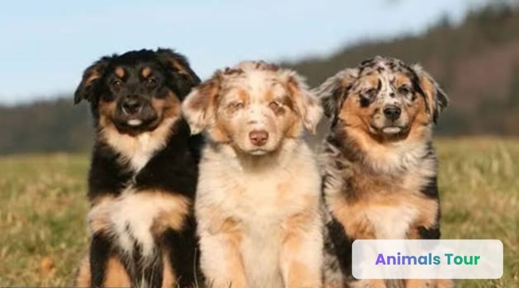 down syndrome dog