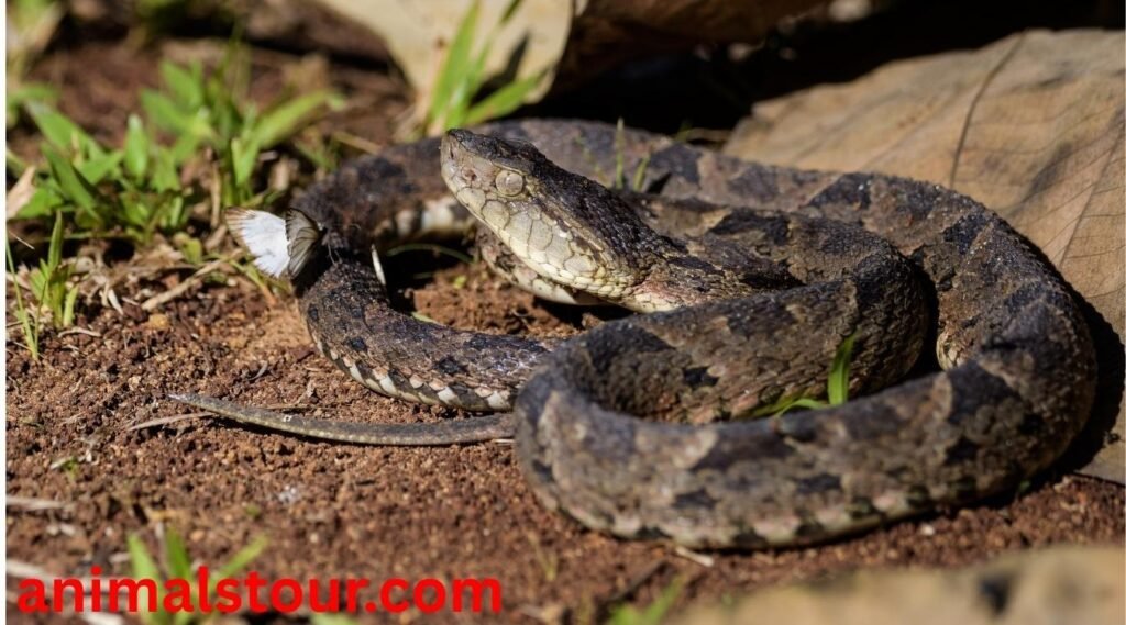 Fer-de-Lance snake