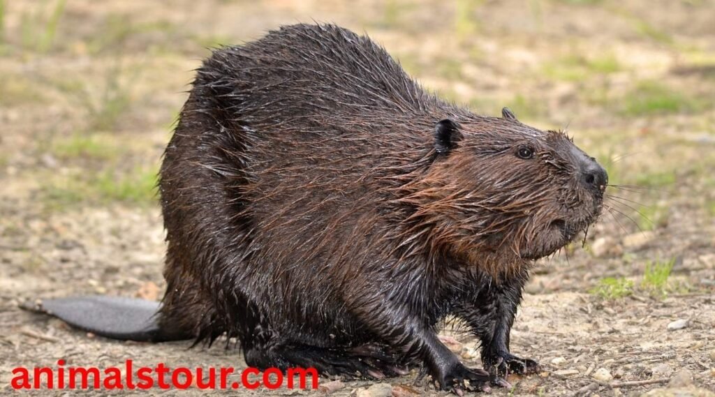 animals like groundhogs