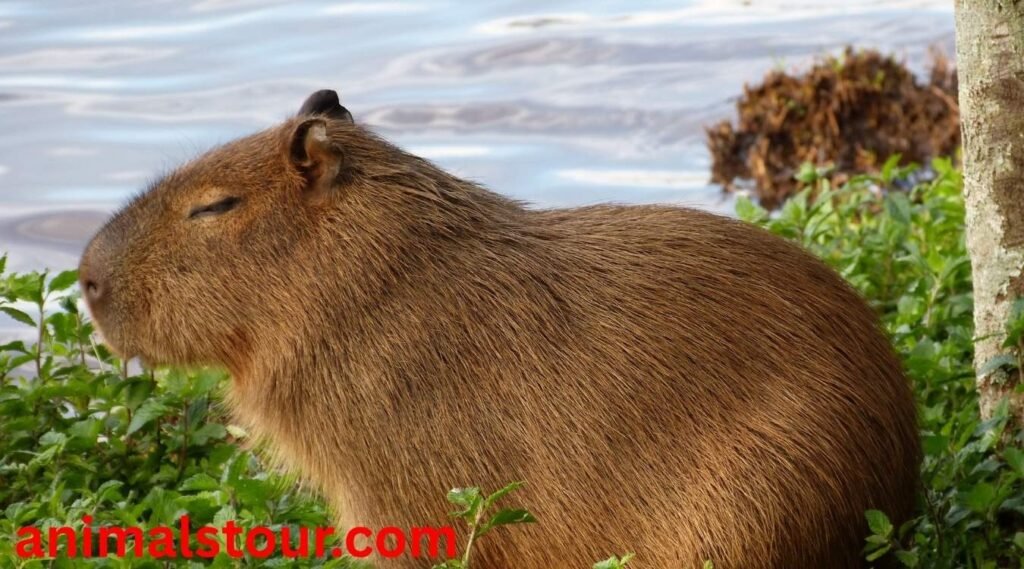 capybaras