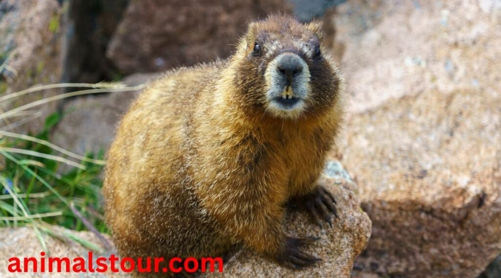 animals similar to groundhogs