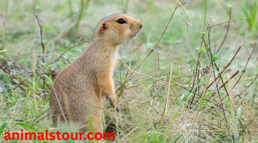 Gophers