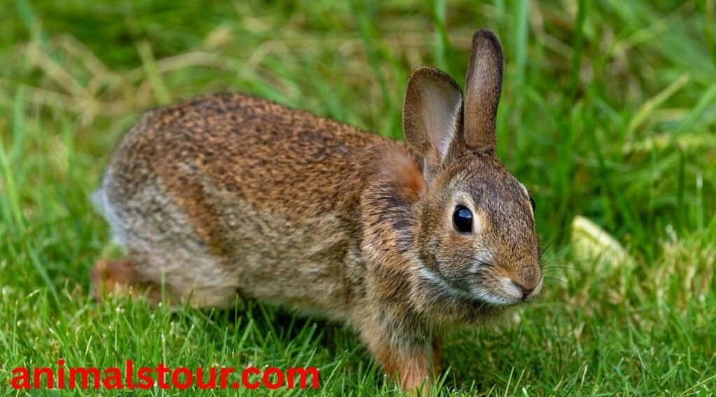  animals that look like groundhogs