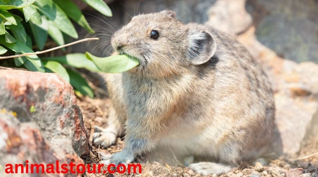 Pika