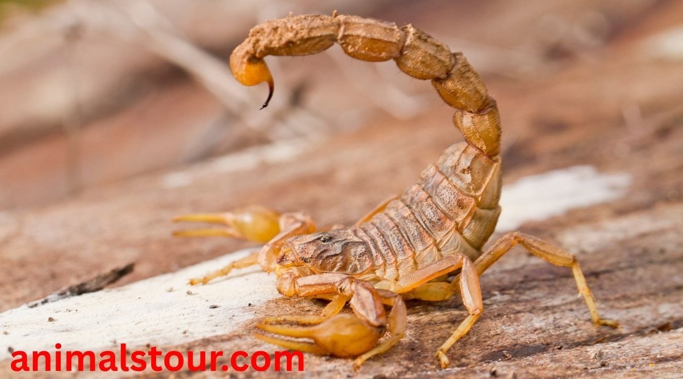 dangerous animals in Puerto Rico
