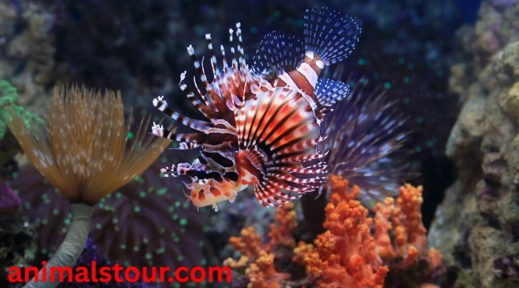 Red lionfish