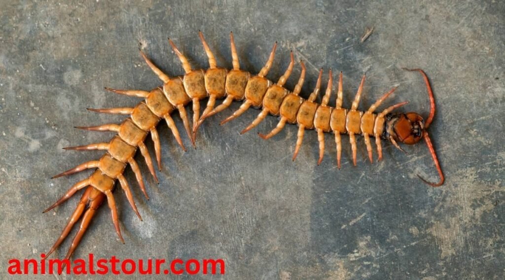 Giant Centipede