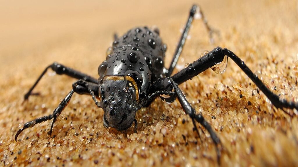 Animals That Can Survive Without Water