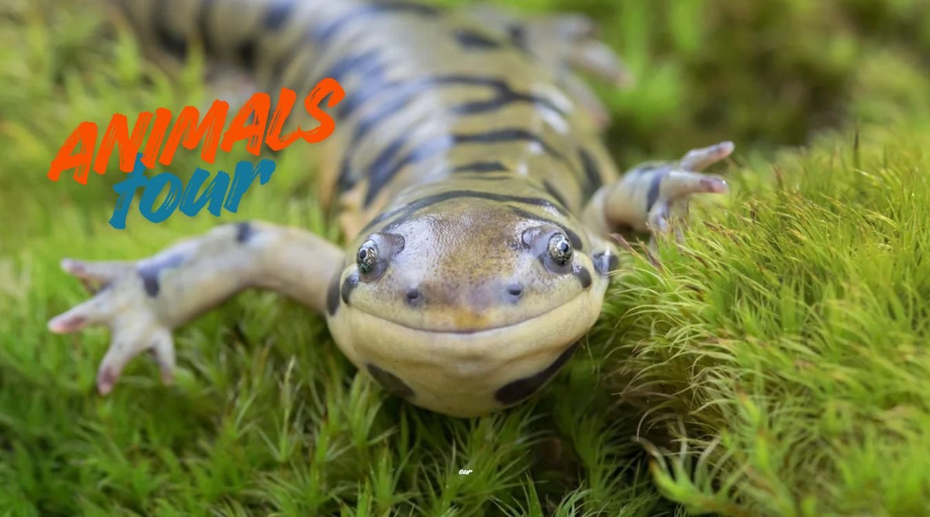 animals that can regenerate body parts