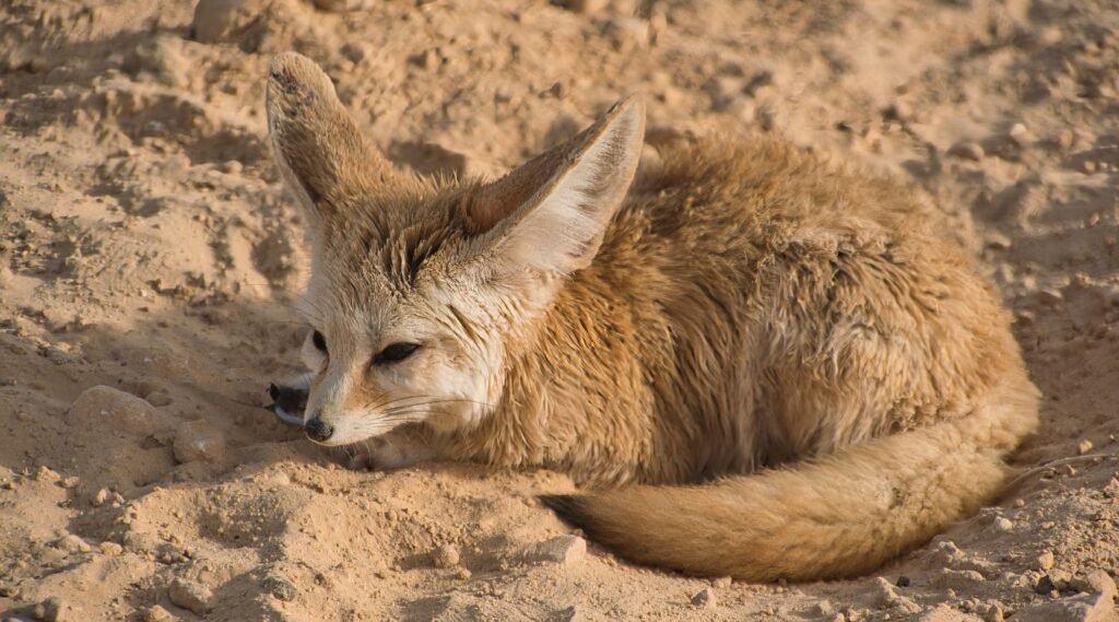Animals That Can Survive Without Water