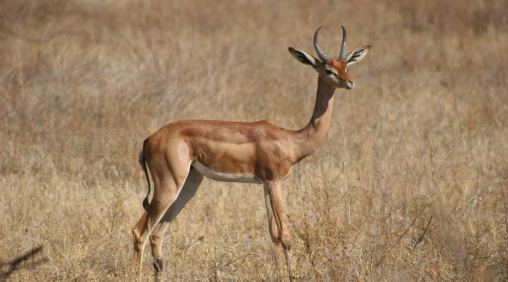Animals That Can Survive Without Water