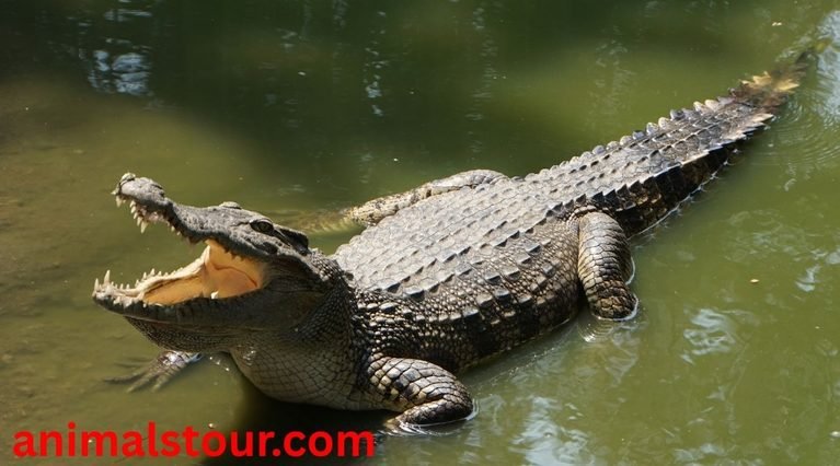 Dangerous Animals In The Philippines