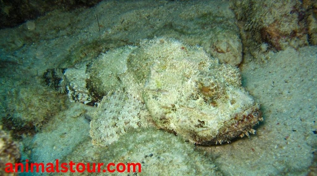Stonefish