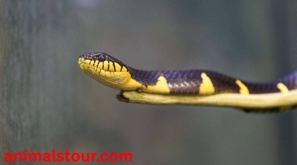 dangerous animals in the Philippines