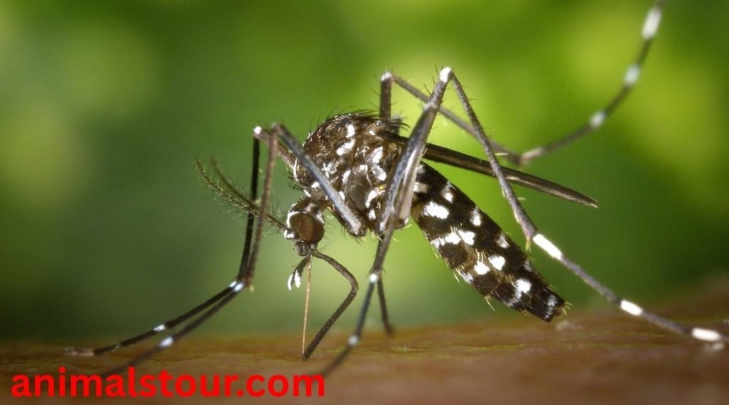 dangerous animals in the Philippines