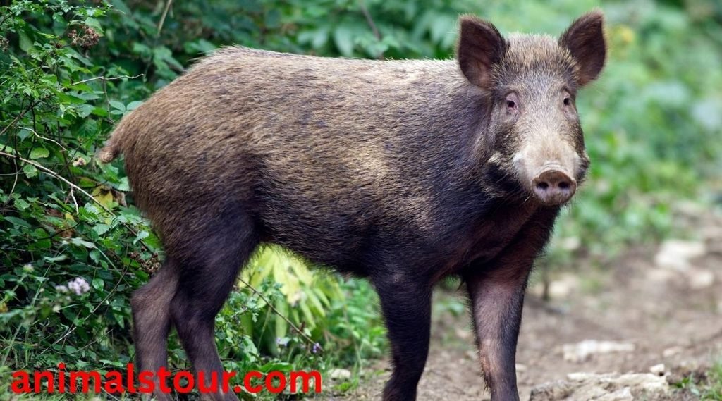 Wild boars