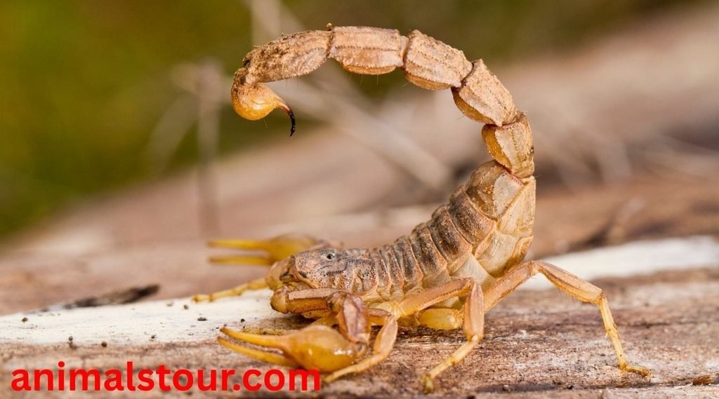 dangerous animals in the Philippines
