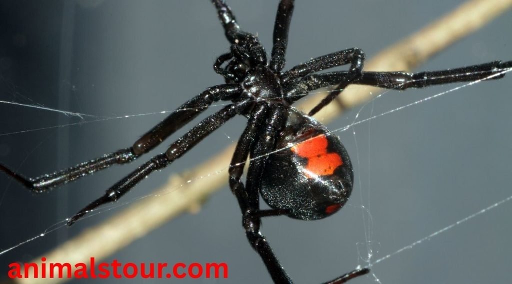 Black Widow Spider