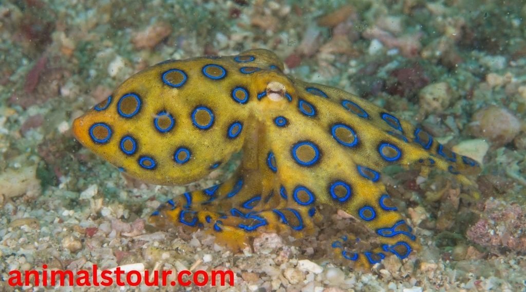 most dangerous animals in the Philippines