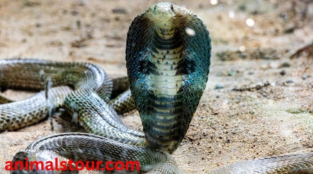 dangerous animals in the Philippines
