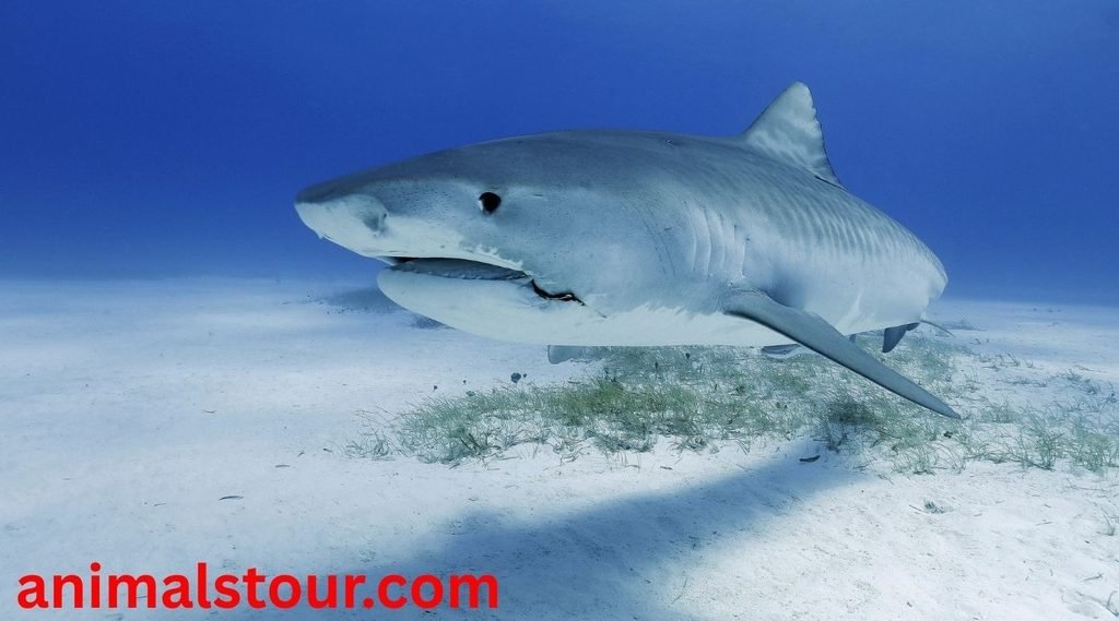 Bull sharks