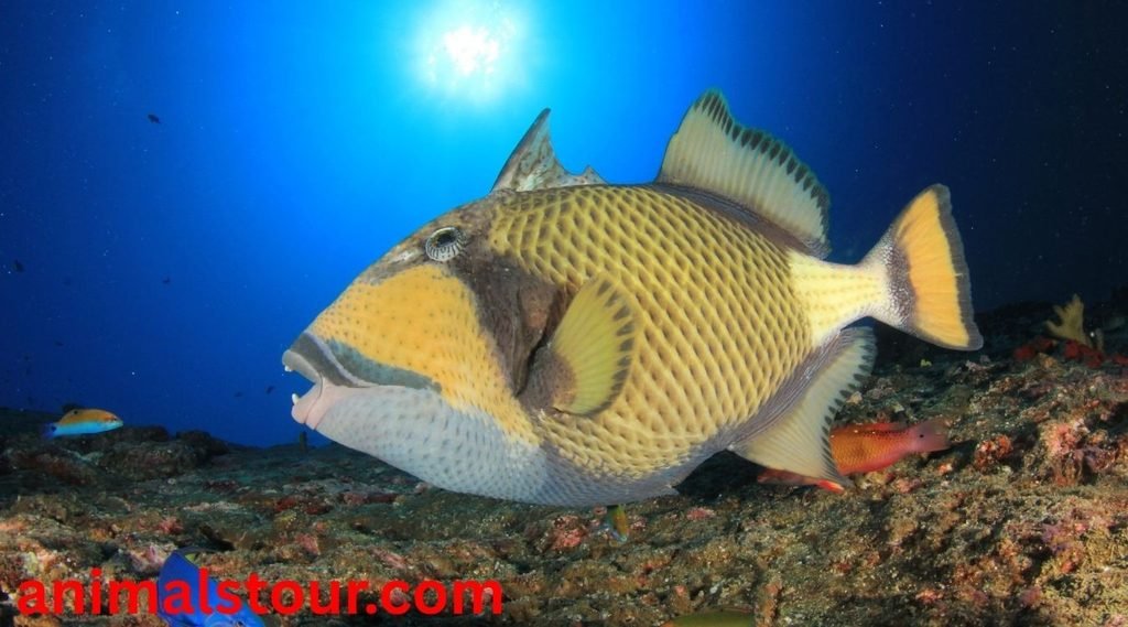 Titan Triggerfish