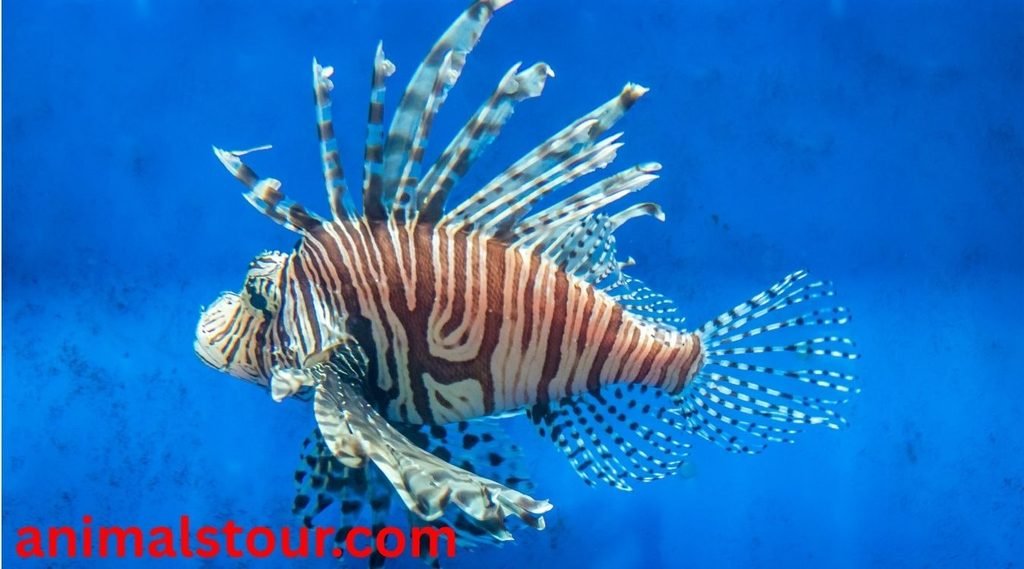 dangerous animals in the Philippines